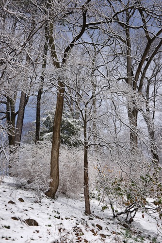 Reeves-Reed Arboretum, Union County, NJ 03 11 (6312).jpg